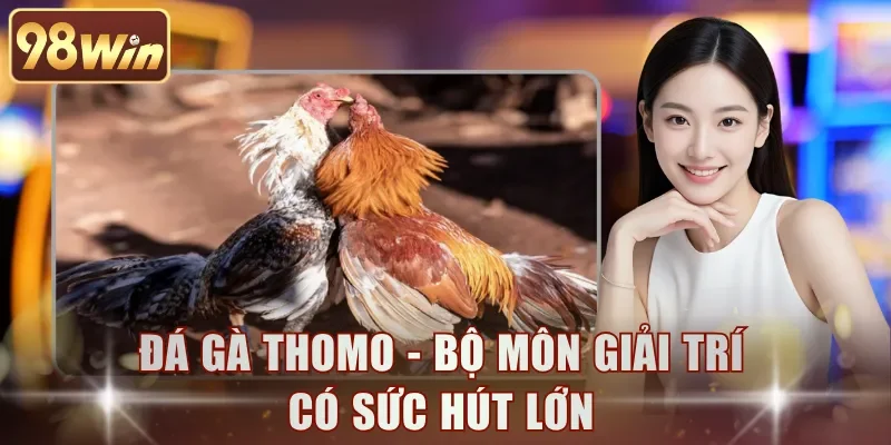 Đá gà Thomo - Bộ môn giải trí có sức hút lớn