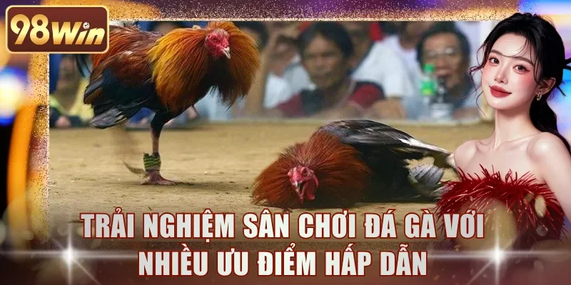 Trải nghiệm sân chơi đá gà với nhiều ưu điểm hấp dẫn